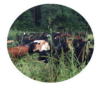 cattle in tall grass