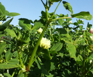 Balansa Clover in field