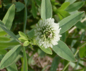 Berseem Clover in field