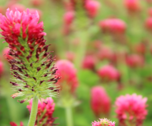 Crimson Clover red flower