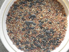 seeds in bowl