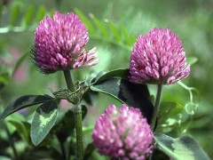 Red Clover purple flowers