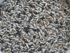 seeds in bowl