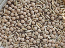 seeds in bowl