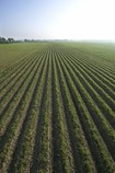 cover crops field crop