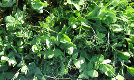 Austrian Winter Pea green foliage