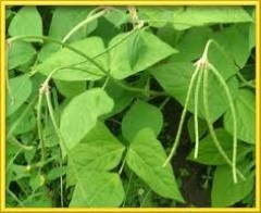 Iron and Clay Cow Pea green leaves