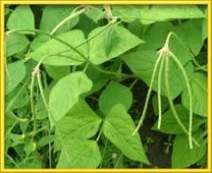 green leaves