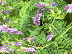 Hairy Vetch in field