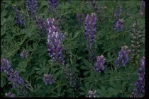 Blue Lupin in field