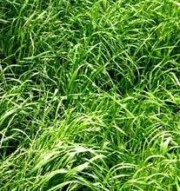 Ryegrass in field