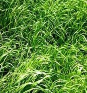 Ryegrass in field