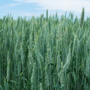 Triticale in field