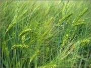 green barley in field