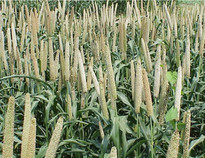 parl mullet in field