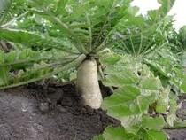 radish, dirt, field