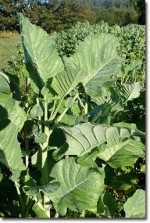 cabbage in field