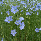 flax seed flowers in field