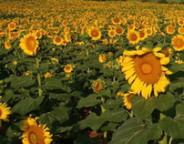 sunflowers in field