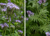 phacelia growing in field