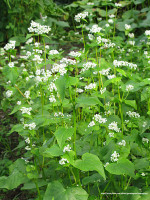 buckwheat in field