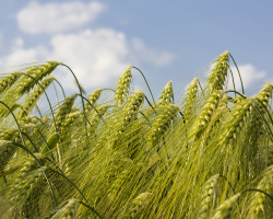 Cereal Rye in field